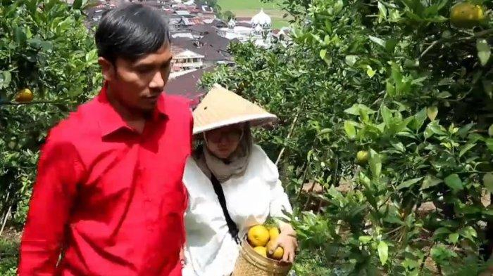 Ketua DPRD Edi Purwanto didampingi istri saat berkunjung ke Kerinci di tempat wisata panen jeruk gerga.