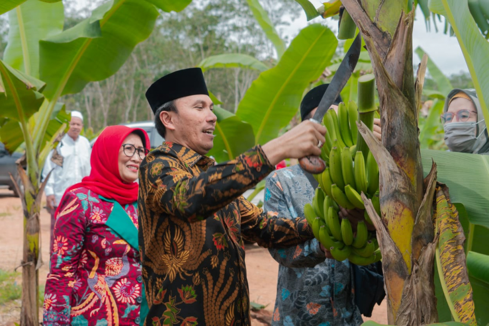 Ketua DPRD Edi Purwanto saat panen pisang Canvendish yang sering dianggap sebagai pisang impor ini karena kulitnya yang mulus