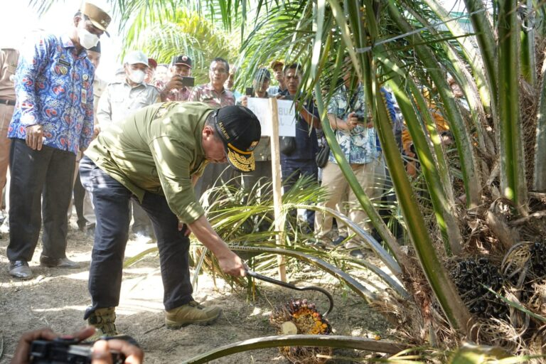 Sawit di Lahan Tanpa Bakar Hasilkan Buah yang Memuaskan. Foto dok Kominfo Provinsi Jambi