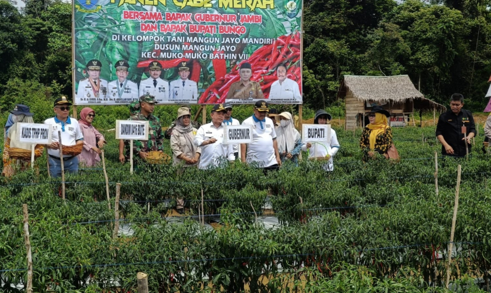 Gubernur Jambi Al Haris panen cabai bersama Bupati Bungo dan Kepala OPD Provinsi Jambi. 