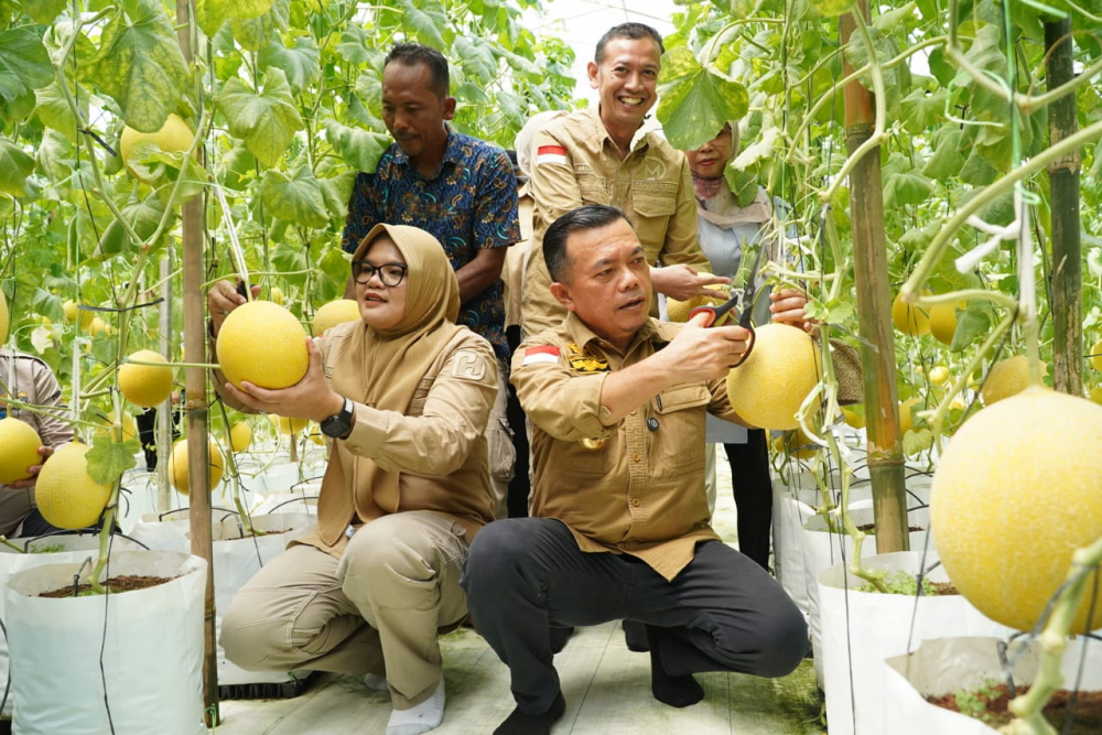 Turun ke Tanjabtim, Gubernur Al Haris Tinjau Jalan dan Panen Perdana Melon Premium
