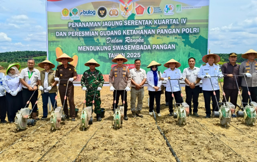 Gubernur Al Haris dan Kapolda Jambi Tanam Jagung Serentak Kuartal IV di Sekernan